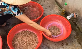 Năm nay, do thời tiết thất thường, sản lượng rươi không nhiều nên giá rươi tăng đột biến, sau khi qua thương lái có thể lên tới 500 - 600 nghìn/kg. 