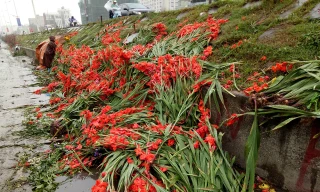 Xót xa cảnh hàng nghìn bó hoa bị đổ bỏ ven đường Hà Nội