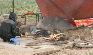 Gà 'cởi truồng' vây đường lên chùa Lôi Âm