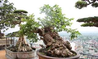 Cây ổi bonsai cổ thụ có tuổi đời trên 100 năm, có nguồn gốc ở Lâm Đồng.