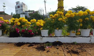 Hoa bị phá để lấy chậu tại công viên hoa TP Tuy Hòa