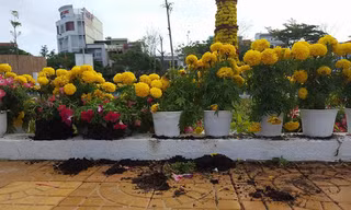 Hoa bị phá để lấy chậu tại công viên hoa TP Tuy Hòa