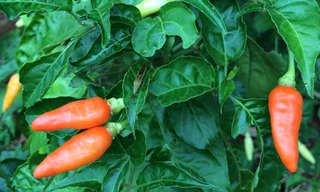 Thêm ớt vào món ăn cũng góp phần bỏ thói quen hút thuốc - Ảnh: Minh Khôi 