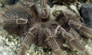 Nhiều con nhện to sẽ xuất hiện ở Vương quốc Anh trong mùa thu tới. Ảnh: Discovery