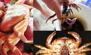 Những loài cua biển gây ngộ độc chết người ở VN