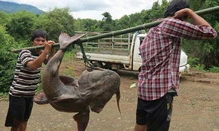 Hai người đàn ông dùng đòn tre khiêng con cá chiên. Ảnh: H. Đ.