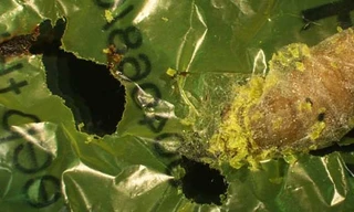 Đây là những con sâu đang khiến cả thế giới phải phấn khích