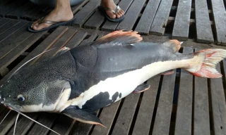 Con cá "lạ" được trả giá cao, nhưng ông Bon không bán