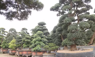 Ngắm vườn tùng cổ thụ trăm tuổi, giá triệu USD của đại gia Hà Nội