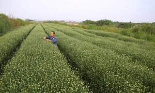 Một tuần nữa hoa cúc hoạ mi nở