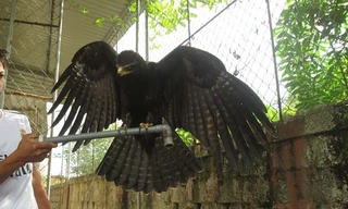 Bỗng dưng đại bàng giá 5.000 USD bay vào nhà