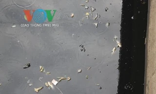 Cá chết nổi trắng trên mặt nước đen ngòm