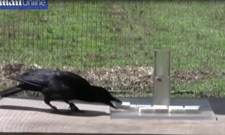 Xem quạ đen thể hiện trí thông minh