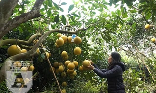 Người dân trồng bưởi Diễn vui mừng khi năm nay bưởi được mùa lại được giá