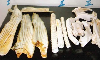 Cách dùng một số loại vây cá trị bệnh