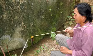 Cua núi chỉ xuất hiện trong những tháng mùa mưa. Người dân tranh thủ săn loài này để phục vụ cho các nhà hàng, quán nhậu. Ảnh Ngọc Trinh. 