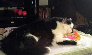 Chú mèo 10kg 'nhốt' cả gia đình chủ nhà