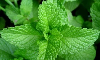 Húng chanh có tác dụng trị hôi miệng hiệu quả.