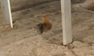 Ảnh cắt từ clip