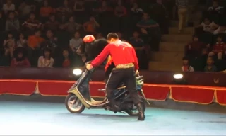 Nghề huấn luyện thú hoang thành 'diễn viên'