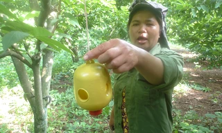 Chiếc bẫy bả ruồi vàng đem lại hiệu quả cao *ảnh: Duy Chiến