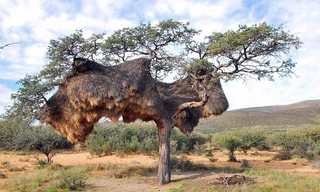 Những tổ chim siêu lạ trên thế giới