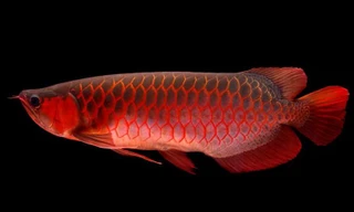 Cá rồng huyết long đắt ngang “siêu” xe có gì đặc biệt?