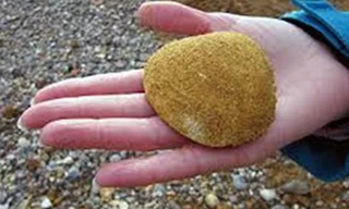 Ngao nước mặn: Sinh vật trường thọ nhất thế giới