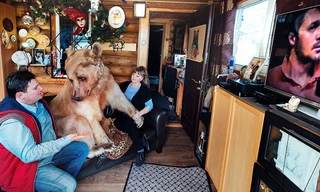 Gia đình Nga 20 năm ăn ngủ cùng gấu cưng 136 kg