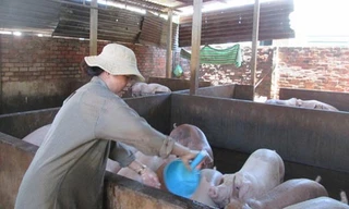 Giá heo hơi đang ở mức cao kỷ lục