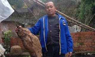 'Vua sắn dây' dài 1,4 mét giống hình chân người