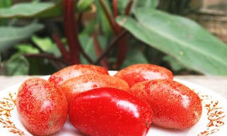 Quả nhót vào mùa: Những công dụng đặc biệt với sức khỏe