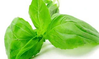 Cách đơn giản bảo quản húng quế suốt năm