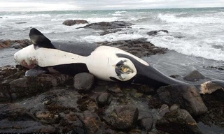 Phát hiện sốc trong xác cá voi sát thủ: Chuyên gia động vật không thể tin nổi