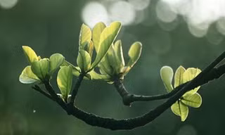 Trị sâu răng đơn giản với bài thuốc từ lá bàng