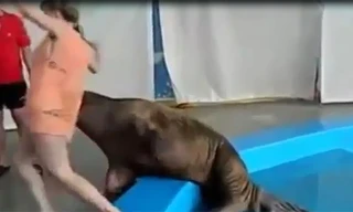 Clip hải cẩu vỗ mông người đẹp