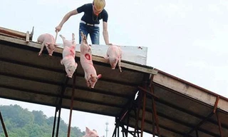 Quái chiêu cho heo “bay” để hút du khách 