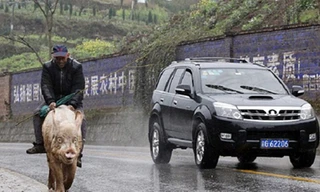 Lão nông Trung Quốc cưỡi... lợn đi siêu thị