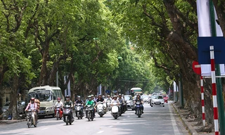 Hái sấu đầu mùa kiếm tiền triệu mỗi ngày ở Hà Nội