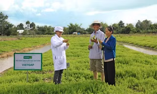 Kỹ sư nông nghiệp Lê Thanh Mai (áo trắng) đang hướng dẫn hộ nông dân Nguyễn Văn Bé , xã Tân Bình, huyện Châu Thành, tỉnh Đồng Tháp, thực hiện trồng rau ngò ôm theo mô hình VietGAP để cung cấp cho UNIBEN sản xuất gói gia vị cho mì “3 Miền”