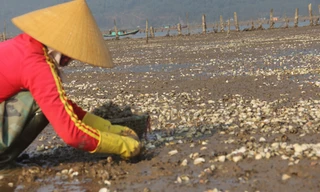 Ngao chết trắng đồng tại xã Mai Phụ (Lộc Hà). 