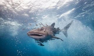 Cá mập voi có kích thước khổng lồ nhưng lại có thể sống sót dù không cần ăn nhiều ngày.