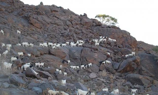 Những bức ảnh chứng minh loài dê có thể leo lên bất cứ chỗ nào