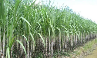 Thi thể nạn nhân được tìm thấy trong ruộng mía (ảnh minh họa).