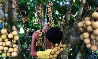 Mùa thu hoạch bòn bon 'tiến vua'