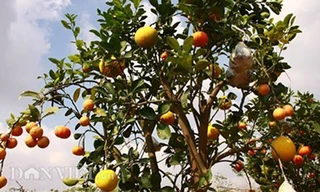 Vườn cây 'ngũ-thất-cửu quả' độc nhất vô nhị giữa Thủ đô