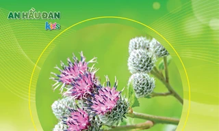 Khả năng kháng viêm trong điều trị amidan của cúc lục lăng