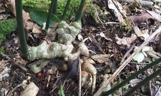 Cây sâm Ngọc Linh 'Tổ' 7 nhánh của ông Lĩnh