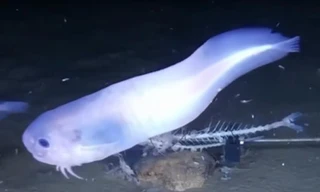 Phát hiện loài cá lạ, tan chảy khi lên khỏi mặt nước