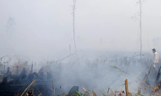 Cháy hơn 10ha rừng U Minh Hạ